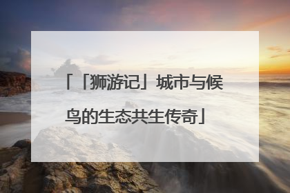 「狮游记」城市与候鸟的生态共生传奇