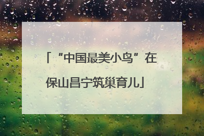 “中国最美小鸟”在保山昌宁筑巢育儿