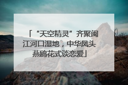 “天空精灵”齐聚闽江河口湿地，中华凤头燕鸥花式谈恋爱