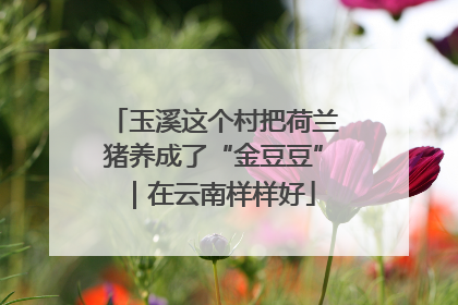 玉溪这个村把荷兰猪养成了“金豆豆”｜在云南样样好