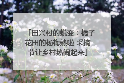田兴村的蜕变：栀子花田的杨梅熟啦 采摘节让乡村热闹起来