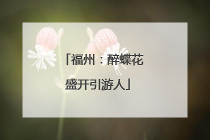 福州：醉蝶花盛开引游人