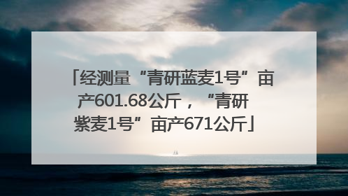 经测量“青研蓝麦1号”亩产601.68公斤，“青研紫麦1号”亩产671公斤