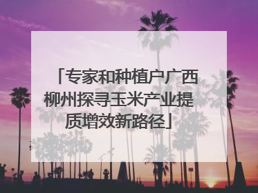 专家和种植户广西柳州探寻玉米产业提质增效新路径