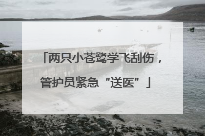 两只小苍鹭学飞刮伤，管护员紧急“送医”