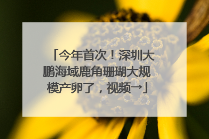 今年首次！深圳大鹏海域鹿角珊瑚大规模产卵了，视频→
