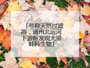 号称天然过滤器，通州北运河下游新发现大量蚌科生物
