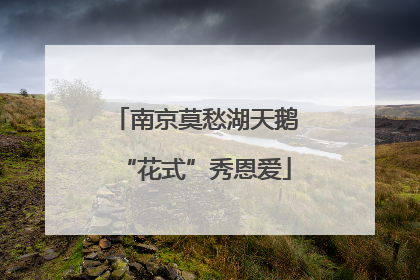 南京莫愁湖天鹅“花式”秀恩爱