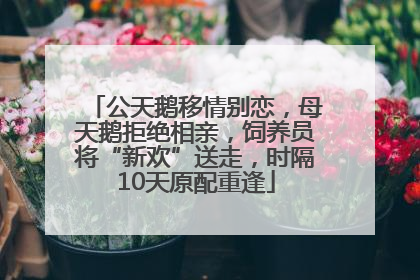 公天鹅移情别恋，母天鹅拒绝相亲，饲养员将“新欢”送走，时隔10天原配重逢