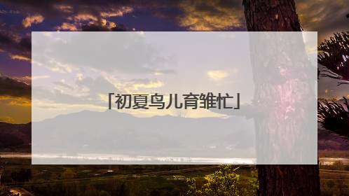 初夏鸟儿育雏忙