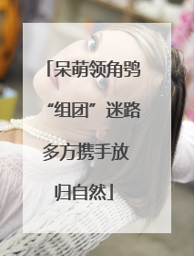 呆萌领角鸮“组团”迷路 多方携手放归自然