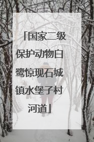 国家二级保护动物白鹭惊现石城镇水堡子村河道