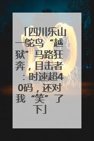 四川乐山一鸵鸟“越狱”马路狂奔，目击者：时速超40码，还对我“笑”了下