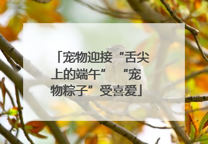 宠物迎接“舌尖上的端午” “宠物粽子”受喜爱