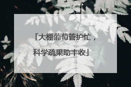 大棚葡萄管护忙，科学疏果助丰收