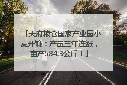 天府粮仓国家产业园小麦开镰：产量三年连涨，亩产584.3公斤！