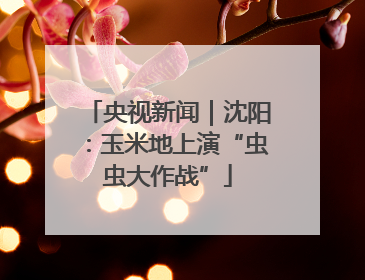 央视新闻｜沈阳：玉米地上演“虫虫大作战”