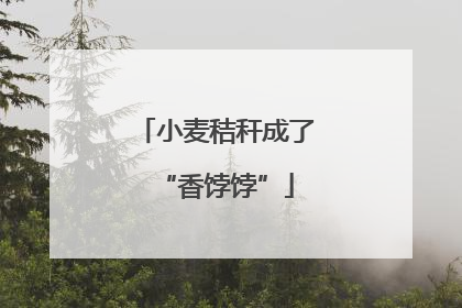 小麦秸秆成了“香饽饽”