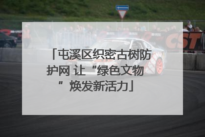 屯溪区织密古树防护网 让“绿色文物”焕发新活力