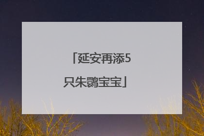 延安再添5只朱鹮宝宝