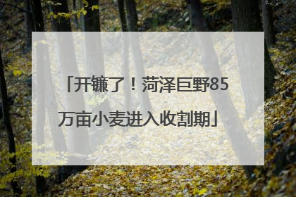 开镰了！菏泽巨野85万亩小麦进入收割期