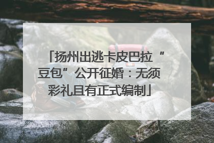 扬州出逃卡皮巴拉“豆包”公开征婚：无须彩礼且有正式编制