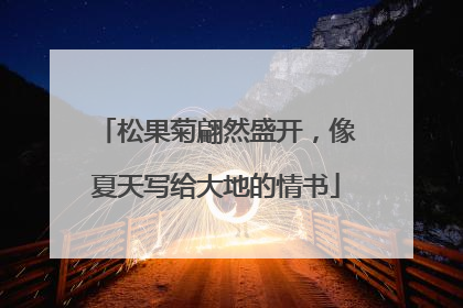 松果菊翩然盛开，像夏天写给大地的情书