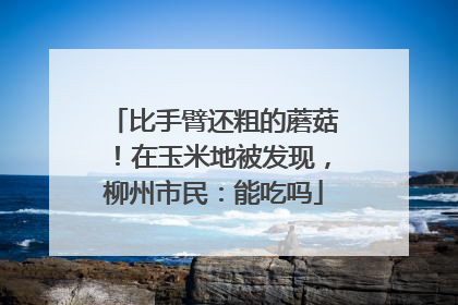 比手臂还粗的蘑菇！在玉米地被发现，柳州市民：能吃吗