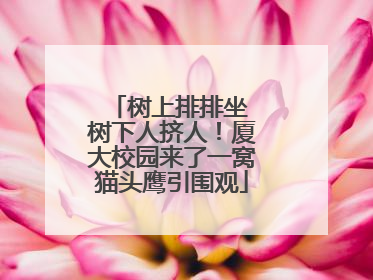 树上排排坐 树下人挤人！厦大校园来了一窝猫头鹰引围观