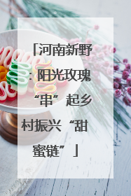 河南新野：阳光玫瑰“串”起乡村振兴“甜蜜链”