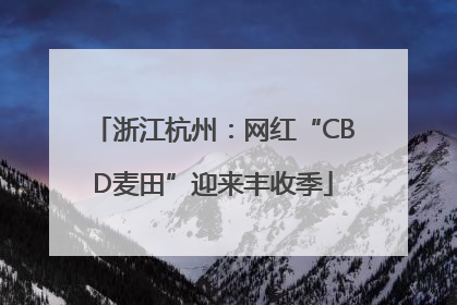 浙江杭州：网红“CBD麦田”迎来丰收季