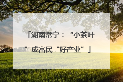 湖南常宁：“小茶叶”成富民“好产业”