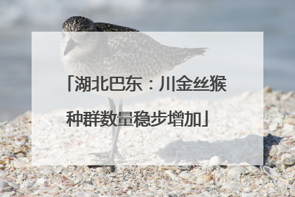湖北巴东：川金丝猴种群数量稳步增加