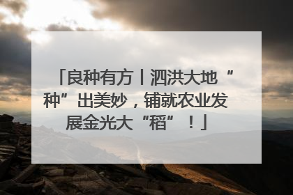 良种有方丨泗洪大地“种”出美妙，铺就农业发展金光大“稻”！