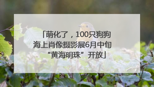 萌化了，100只狗狗海上肖像摄影展6月中旬“黄海明珠”开放