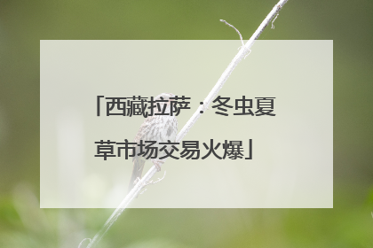 西藏拉萨：冬虫夏草市场交易火爆