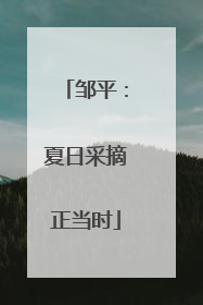 邹平：夏日采摘正当时
