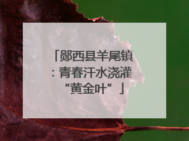郧西县羊尾镇：青春汗水浇灌“黄金叶”