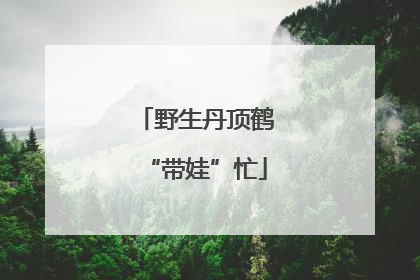 野生丹顶鹤“带娃”忙