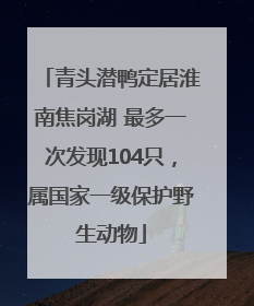 青头潜鸭定居淮南焦岗湖 最多一次发现104只，属国家一级保护野生动物