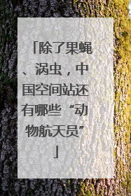 除了果蝇、涡虫，中国空间站还有哪些“动物航天员”