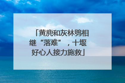 黄麂和灰林鸮相继“落难”，十堰好心人接力施救
