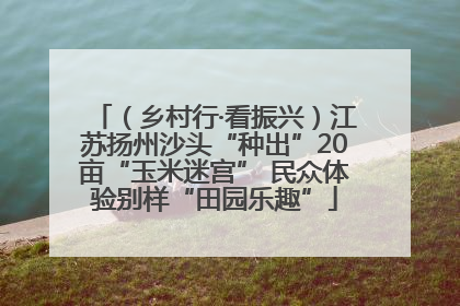 （乡村行·看振兴）江苏扬州沙头“种出”20亩“玉米迷宫” 民众体验别样“田园乐趣”