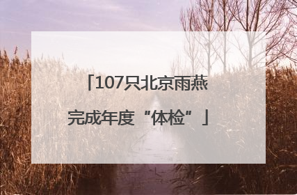 107只北京雨燕完成年度“体检”