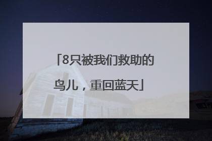 8只被我们救助的鸟儿，重回蓝天